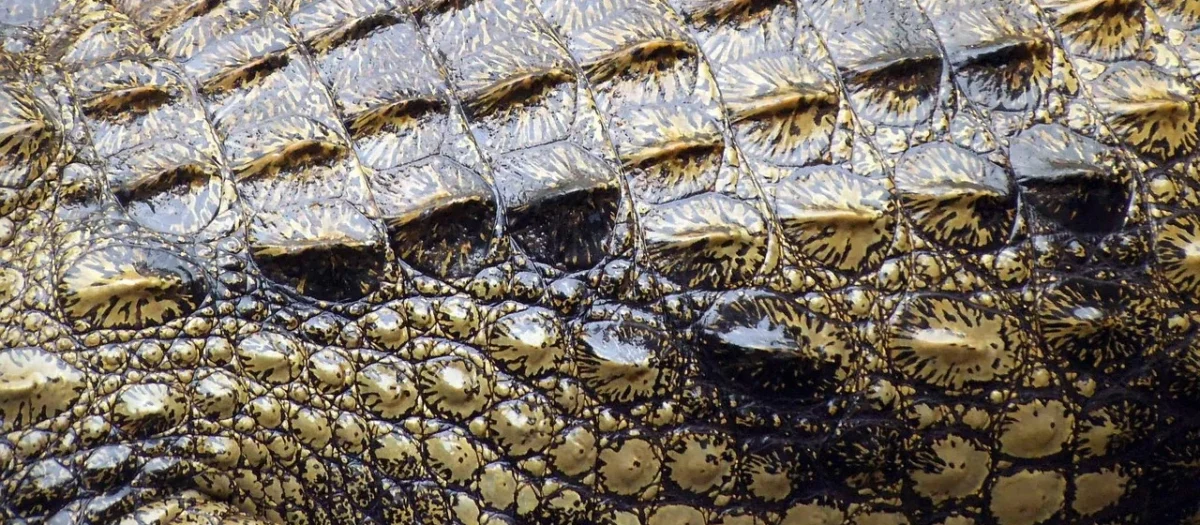 Barberini’S Listonoszka Croco Z Szerokim Paskiem – Bordowa – Bordowy