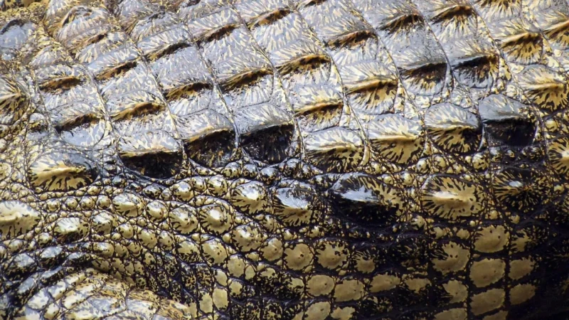 Barberini’S Listonoszka Croco Z Szerokim Paskiem – Bordowa – Bordowy