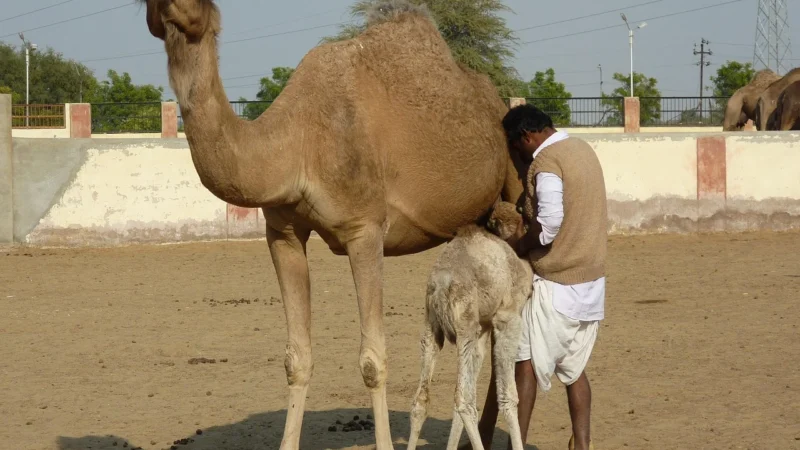 Camel Nerka saszetka skórzana camel pojemna Beltimore I54