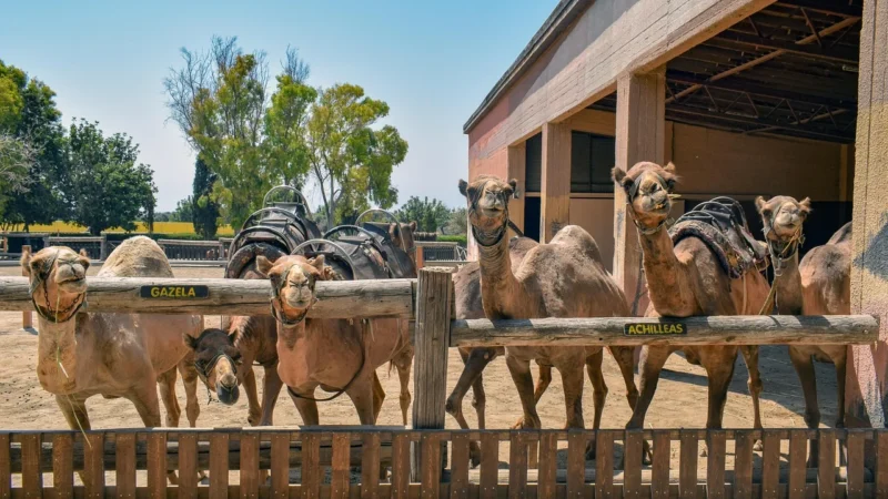 CAMEL VERA PELLE ZAMSZOWA TOREBKA SKÓRZANA LISTONOSZKA K02 brązowy, beżowy