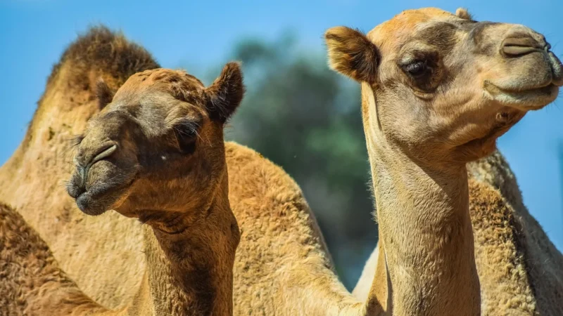 Camel Włoski Plecak Skórzany A4 damski dużo kieszeni C79