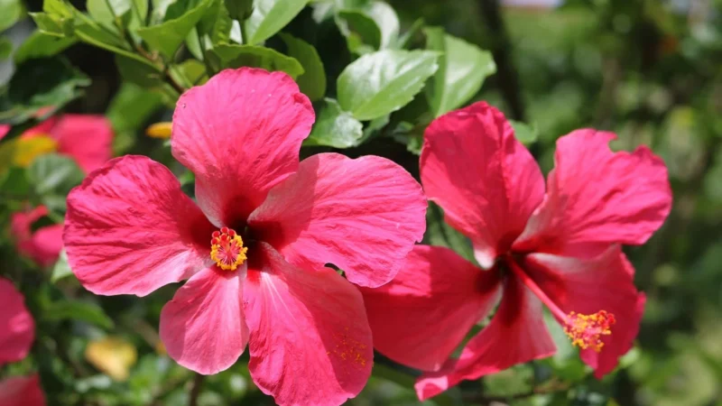 Creole Plecak – K10825 Czarny