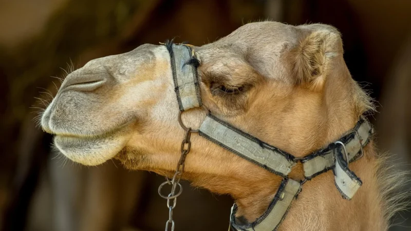 Gregorio Art.7 – camel