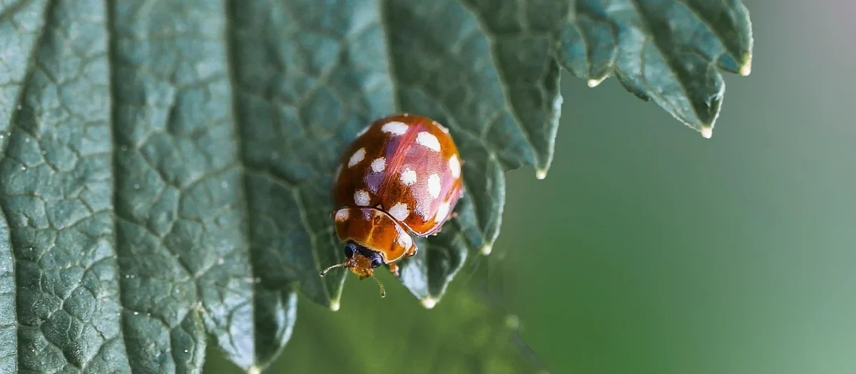 Kremowa nerka saszetka na biodro duża lakostka BELTIMORE C84