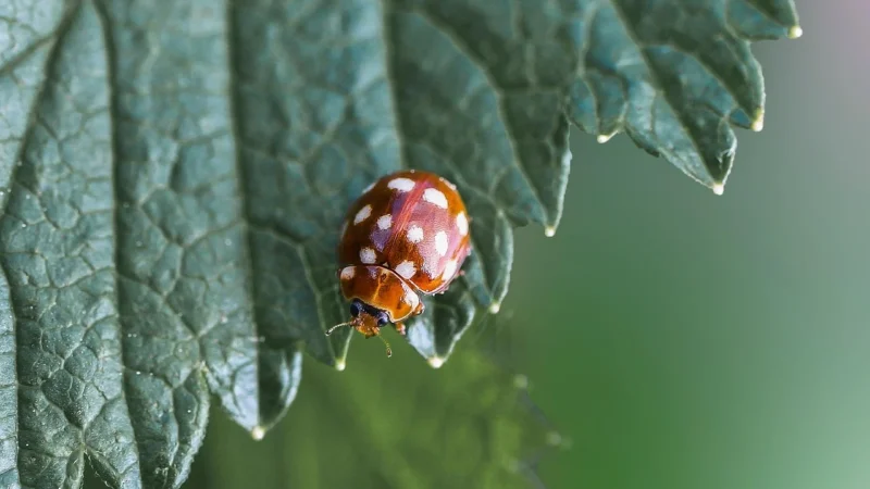 Kremowa nerka saszetka na biodro duża lakostka BELTIMORE C84