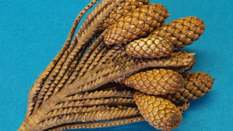 Kurt Geiger Torebka Chelsea Raffia Tote 4104691999 Pomarańczowy