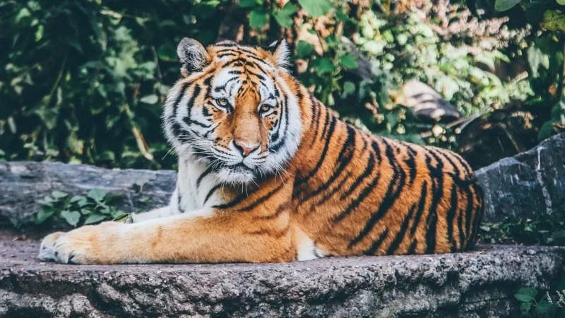 Lumarko Duży, Pojemny Portfel Damski Ze Skóry Naturalnej Hq