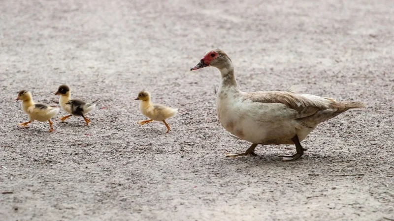 Małe torebki listonoszki ze skóry naturalnej – Czerwona jasna – Czerwony jasny
