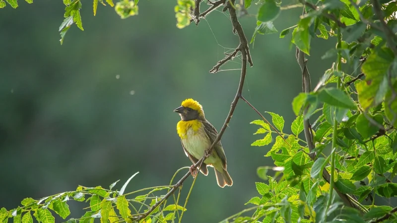 Mango Torebka Baya 27014757 Pomarańczowy