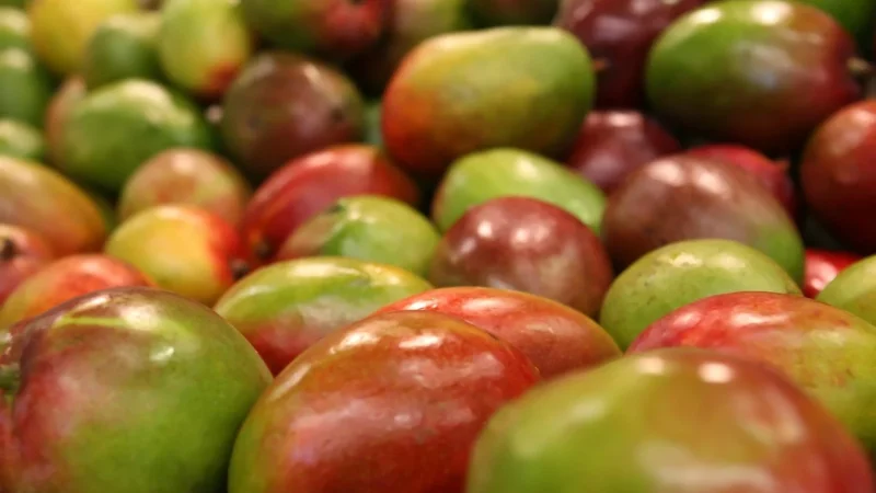 Mango Torebka Jana 27010262 Czarny