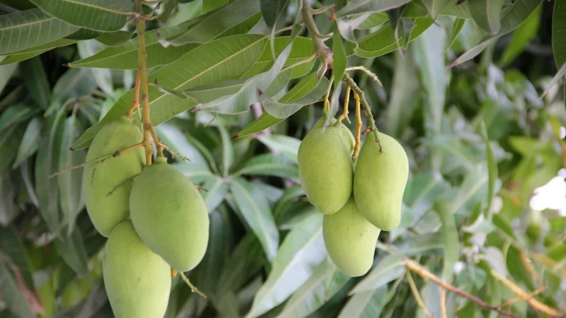 Mango Torebka Nuova 37000231 Czerwony