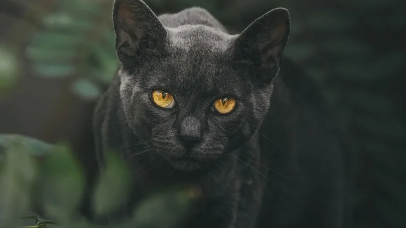 Portfel Sportowy Puma Damski Męskie Duże Logo Czarny