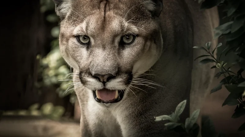 Puma plecak damski kolor granatowy duży