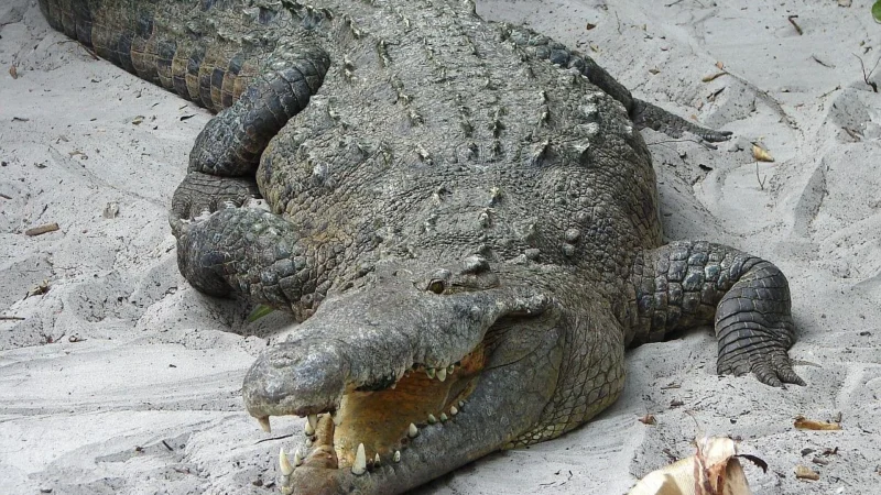 Skórzana torebka granatowa croco Rovicky TWR-163