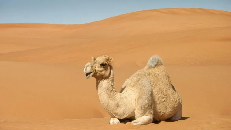 SKÓRZANA TOREBKA KUFEREK TECZUSZKA VERA PELLE CAMEL VP144C BIELSKO
