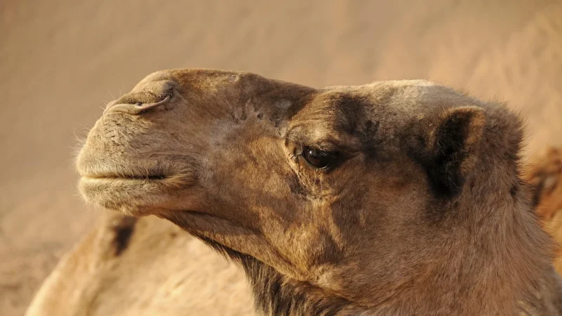 Torebka damska skórzana PELLUCCI 19-60 DOLLARO Camel