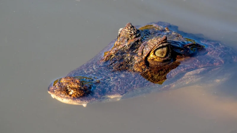 Torebka damska z motywem CROCO – Czarna – Czarny