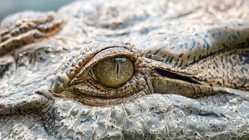 Torebka damska z motywem CROCO – Zielona – Zielony ciemny