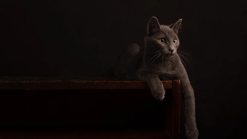 Torebka GABOR – 8800-71 Dark Grey