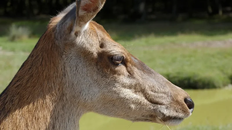 Torebka skórzana vp864z Czarny – Zamsz naturalny czarny