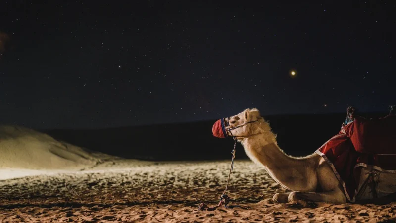 Torebka worek skórzana shopper wzór aligatora camel 1