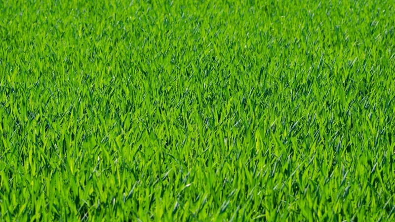 Trawiasta zieleń Włoska Torebka worek Skórzana zamsz Naturalny U35