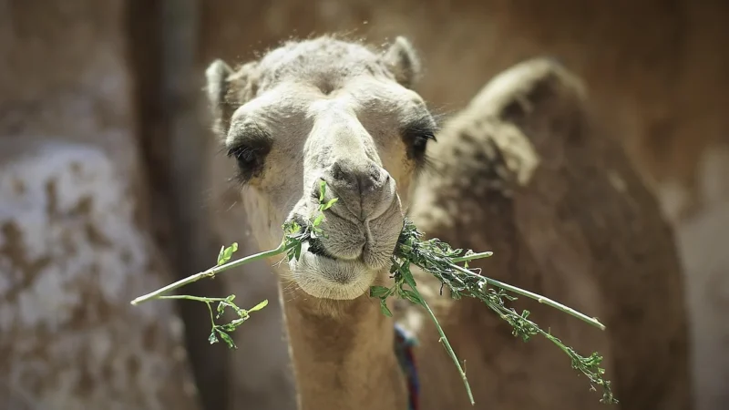 Vera Pelle Camel Włoski Plecak Skórzany A4 Damski Pojemny Solidny C78 Brązowy Beżowy
