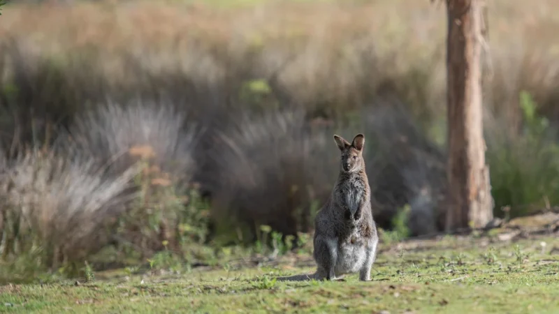 Walizka z kieszenią WALLABY 17 Czerwona Davidt’s 267.076.14