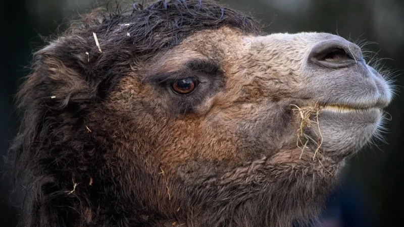 Włoska Torebka worek Skórzana zamsz Naturalny camelowa mU35