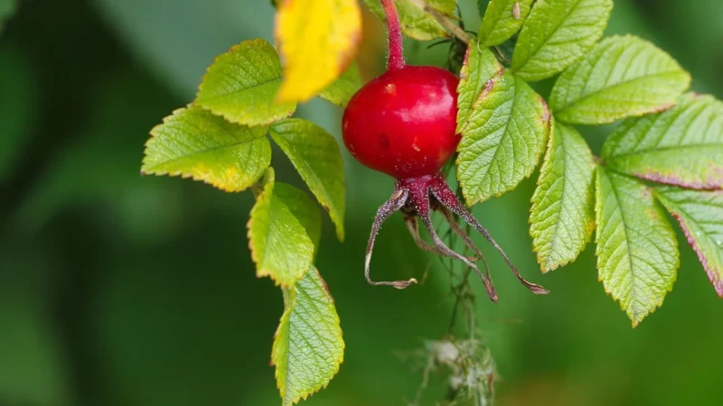 Wodoodporna saszetka na biodra